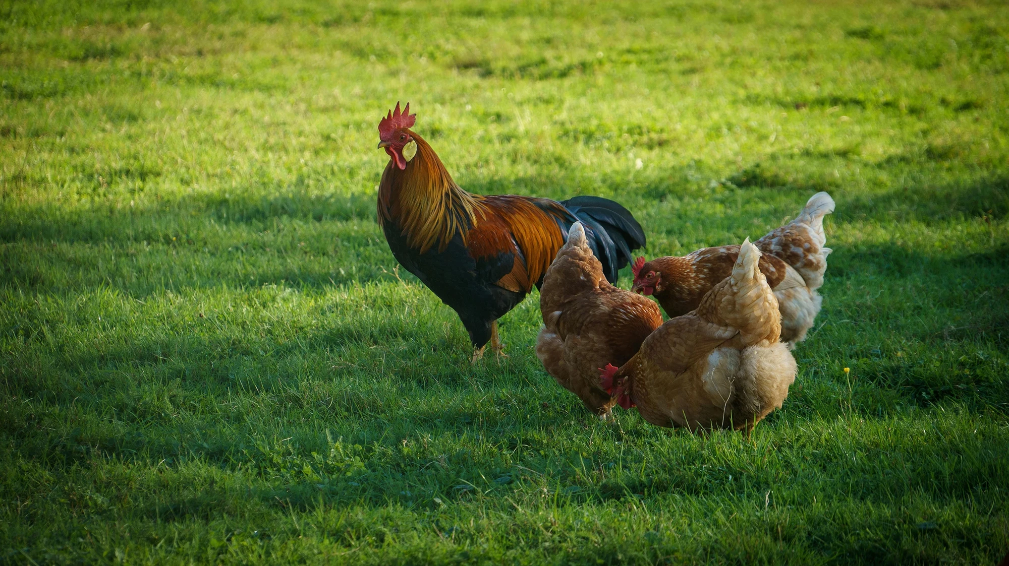Sarl la Ferme de Julien